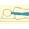 SoftSleep anatomisk hovedpude